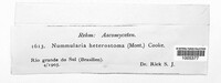 Camillea heterostoma image